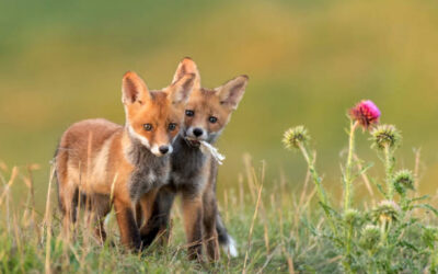 Little Foxes